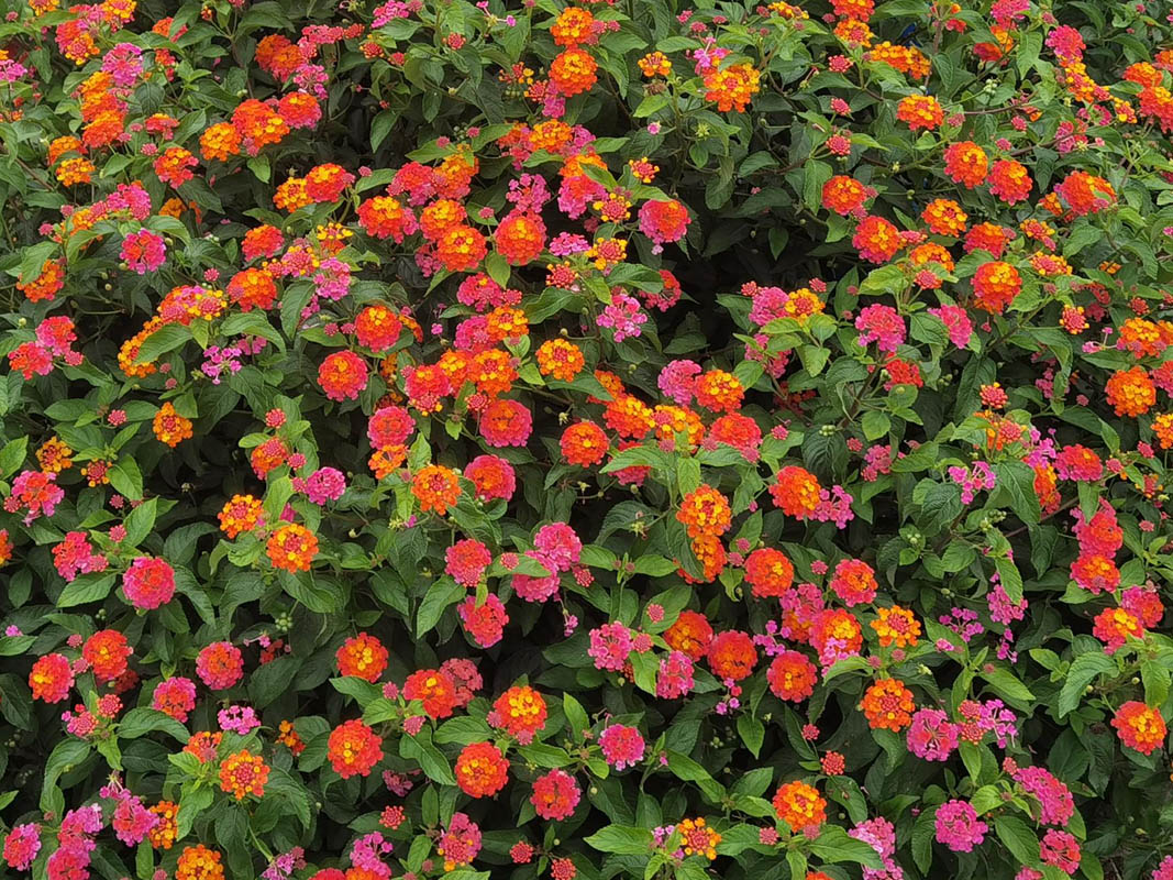 Lantana camara photo